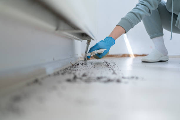 Best Pest Prevention Services  in Kailua, HI